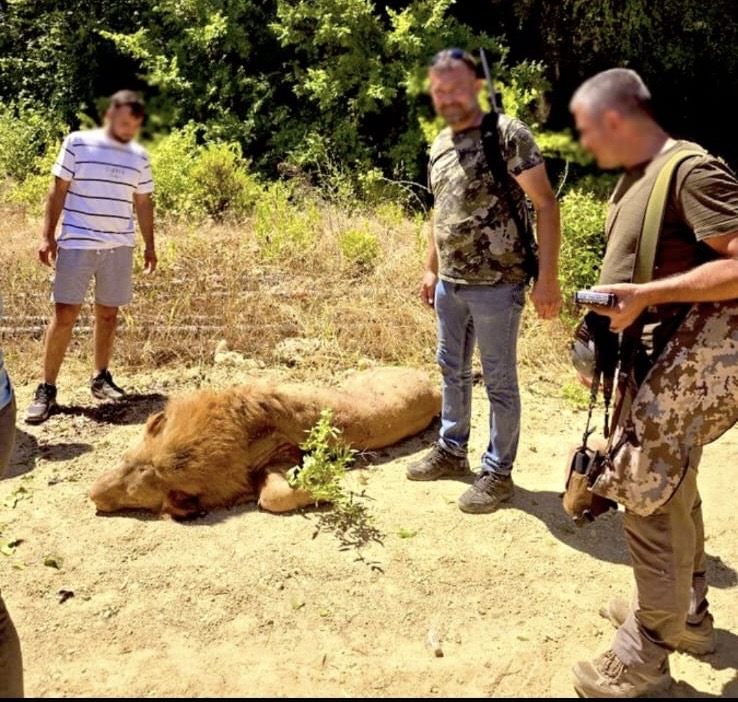 BİR ASLANIN ÖLÜMÜ VE ESARETİN HUKUKSUZLUĞU: HAYVANAT BAHÇELERİ ARTIK&nbsp;KAPATILMALIDIR