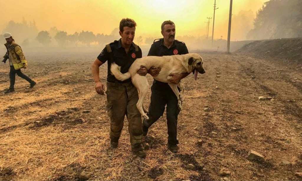 Yangının Sessiz Mağdurları İçin Adalet: Doğayı, Canlıyı ve Hukuku&nbsp;Savunmak.